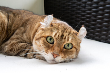 American Curl Cat Resting on White Surface
