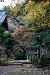 鎌倉2412　妙本寺35　夕景
