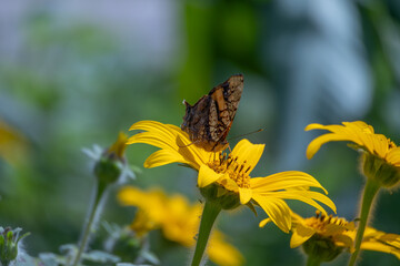 Hyparnartia lethe, Orange Mapwing, butterfly on a flower