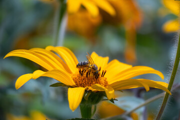 Bee on yellow flower