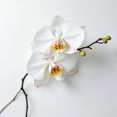 Obraz premium Concept photo of orchids with space for text