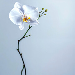 Fototapeta premium Concept photo of orchids with space for text