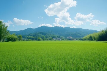 Fototapeta premium A serene landscape featuring lush green rice fields and distant mountains under a clear blue sky.