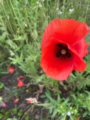 red poppy in the field