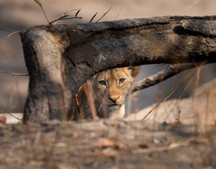 Male lion cub, South Luangwa National Park, Zambia, Africa