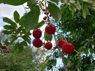 red berries on a branch