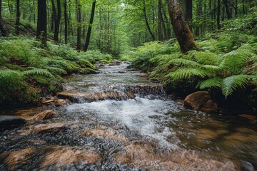 Obraz premium A serene forest stream flowing through lush greenery and ferns.