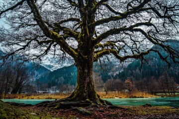 Fototapeta premium A majestic tree stands by a tranquil river, surrounded by mountains and nature's beauty.