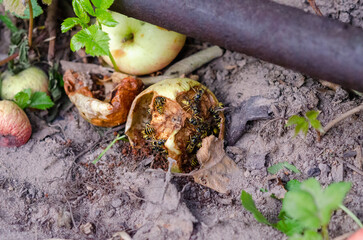 Wasps Feasting on Apple Core in Garden
