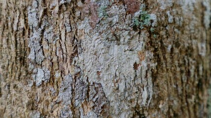 close up view of wood texture