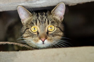 Tabby Cat Peeking From Underneath A Structure