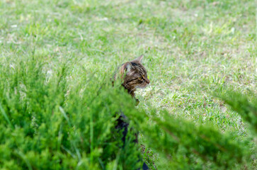 Tabby Cat Hiding in Grass
