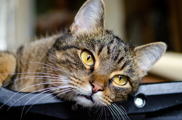 A tabby cat with yellow eyes rests on the black office chair, looking upwards with a curious expression.