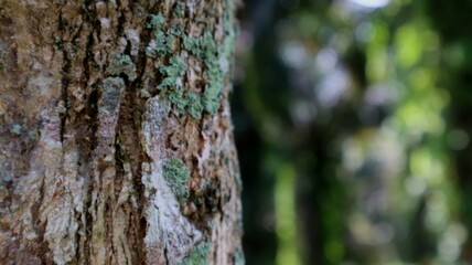 The texture of the tree appears to be on the edge and in the empty space.