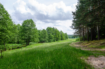 A grassy road in the middle of a forest clearing. Belarus.
