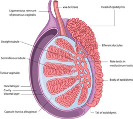 illustration of testis anatomy diagram