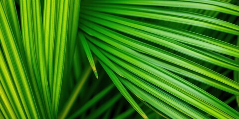 Close up of a natural tropical green palm leaf texture, detail, close-up, tropical