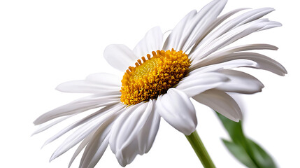 Fototapeta premium A white flower with a yellow center