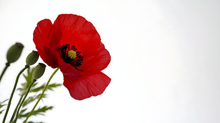 A red poppy flower is the main focus of the image