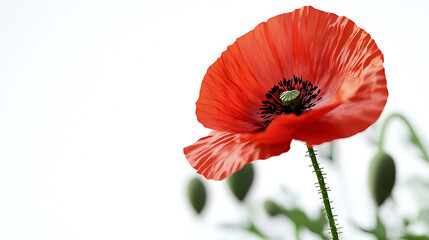 Obraz premium A red poppy flower with a green center sits in a field of white