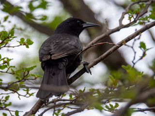 Black Bird Perched on a Tree Branch in a Forest. Grackle passerine bird native to South America resting on a tree in Patagonian, Chile. Birdwatching in the wild. Black plumage and feathers.