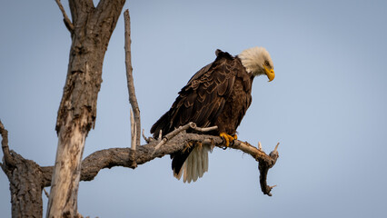 Glare of the Eagle