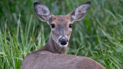 Fototapeta premium Whitetail Deer Doe