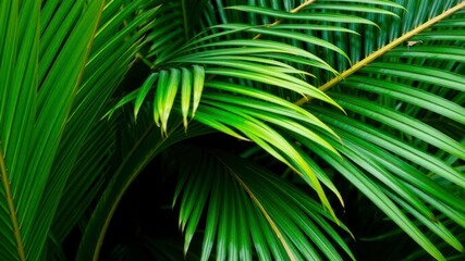 Close up of a textured palm leaf, showcasing its natural green tropical beauty, texture, botanical