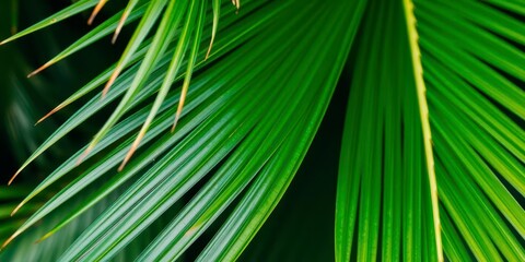 Close up of a vibrant green palm leaf texture in a tropical natural setting, tropical, natural, tropical