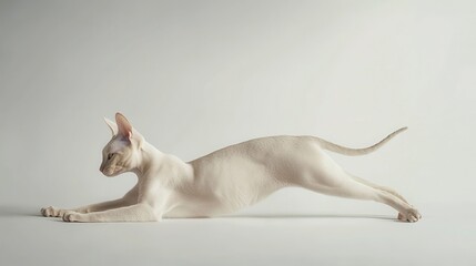 Elegant Stretch of a Siamese Cat on a Minimalist Background
