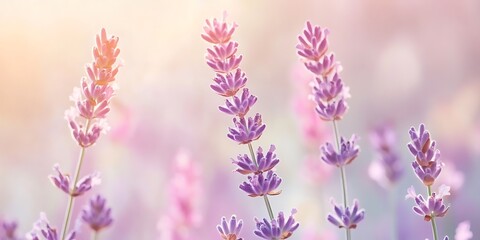 Obraz premium Soft Lavender Blooms in a Gentle Light