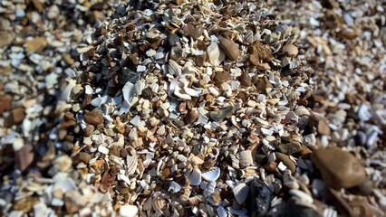 shells background