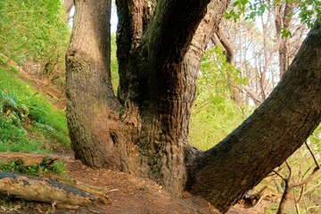 Old Iconic Tree on Mount Victoria Closeup