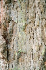 Old Tree Bark Texture - Detailed Nature Closeup