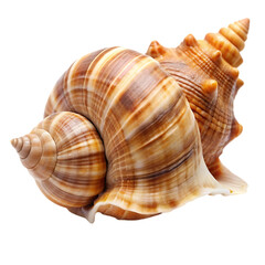 Fototapeta premium sea shell isolated on white