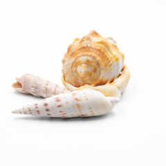 Collection of sea shells isolated on white background, tropical marine decor, beach vacation concept