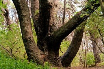 Old Iconic Tree on Mount Victoria Closeup