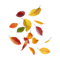 Obraz premium autumn leaves isolated on white