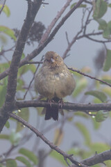 Closeup of a California towhee in a wet, foggy day