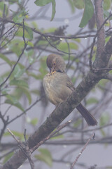 Closeup of a California towhee in a wet, foggy day