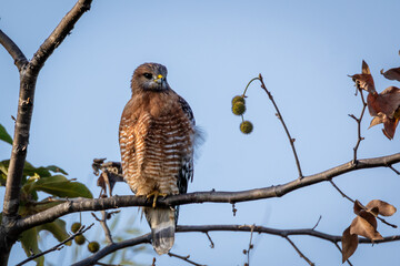 Closeup of a brown eagle sitting on top of a tree