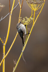 Closeup of an American bushtit