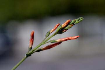 Justicia californica - honeysuckle, beloperone, chuparosa, hummingbird bush