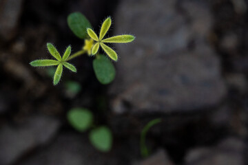 Lupinus sparsiflorus - Coulter's lupine