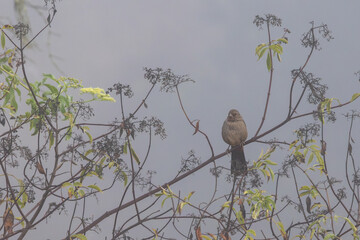 Closeup of a California towhee in a wet, foggy day
