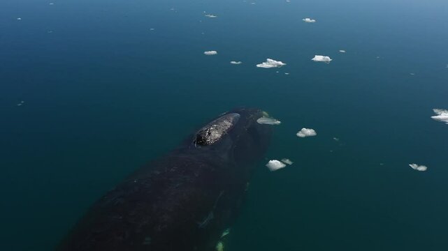 GREENLAND WHALE