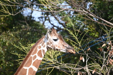 愛らしいキリンの顔