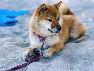 Adorable red Shiba Inu dog peacefully sleeping on a cozy bed in a bright, stylish bedroom. High-quality, pet-friendly image perfect for home decor or lifestyle projects. Copy space