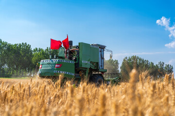 Obraz premium combine harvester working on a wheat field