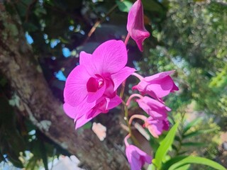 purple orchid flower